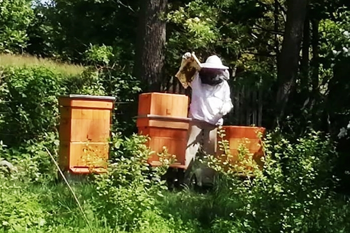 Pszczoły – początek